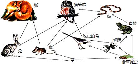 生態(tài)系統(tǒng)的能量流動——食物網(wǎng)結(jié)構(gòu)理論