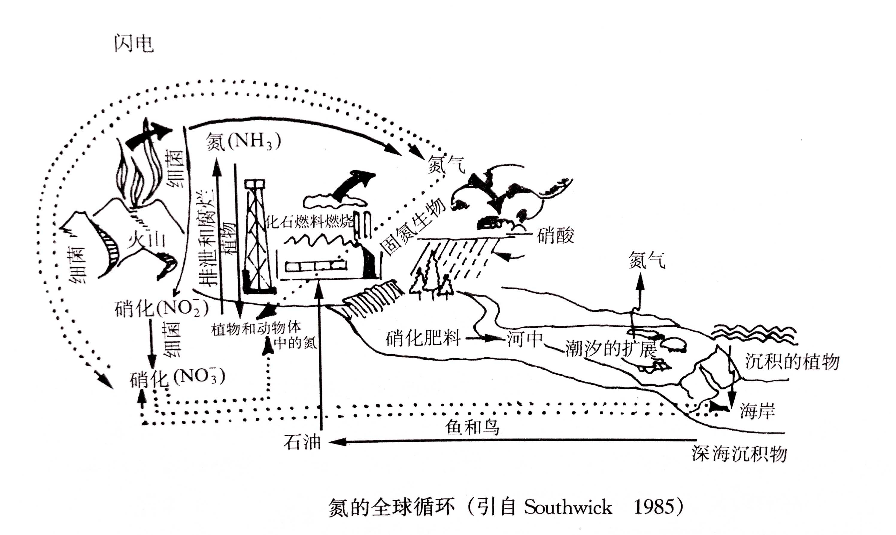 生態(tài)系統(tǒng)的物質(zhì)循環(huán)——氮、磷、硫循環(huán)