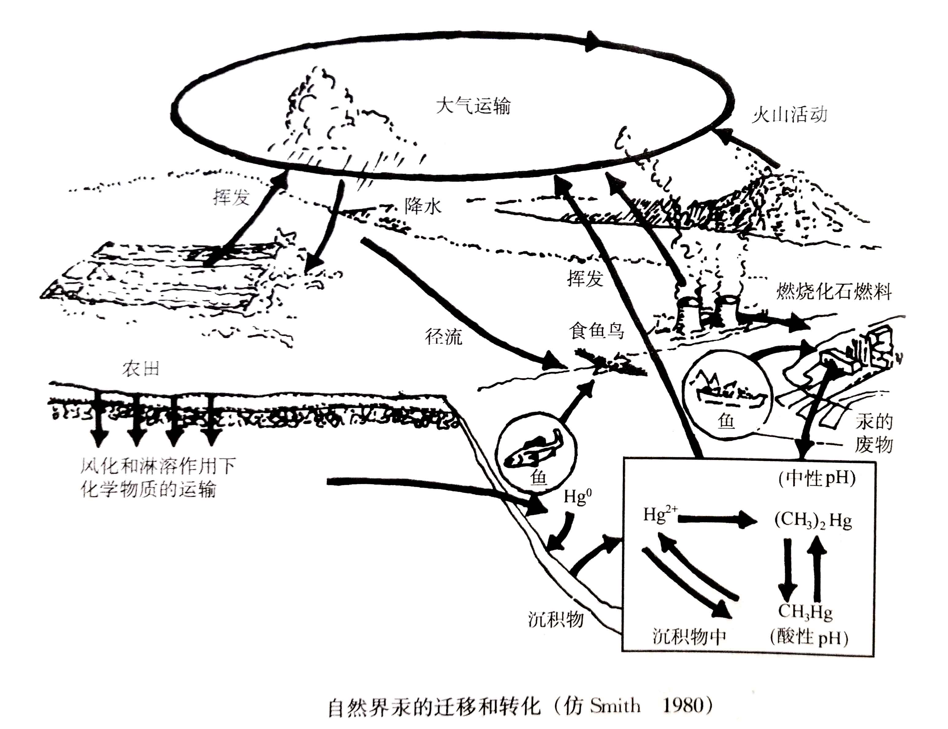 生態(tài)系統(tǒng)的物質(zhì)循環(huán)——有毒物質(zhì)的遷移和轉(zhuǎn)化