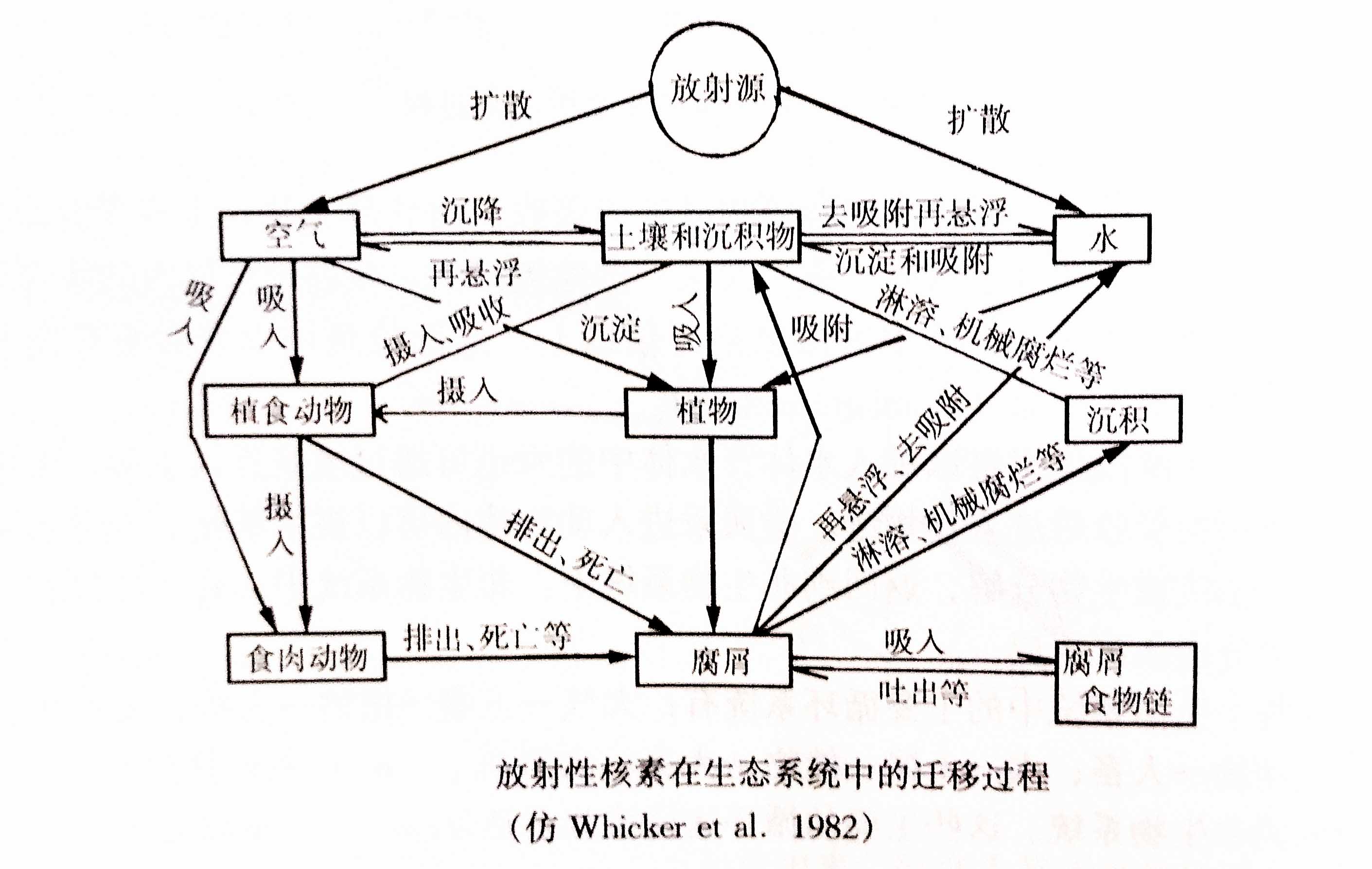 生態(tài)系統(tǒng)的物質(zhì)循環(huán)——放射性核素循環(huán)