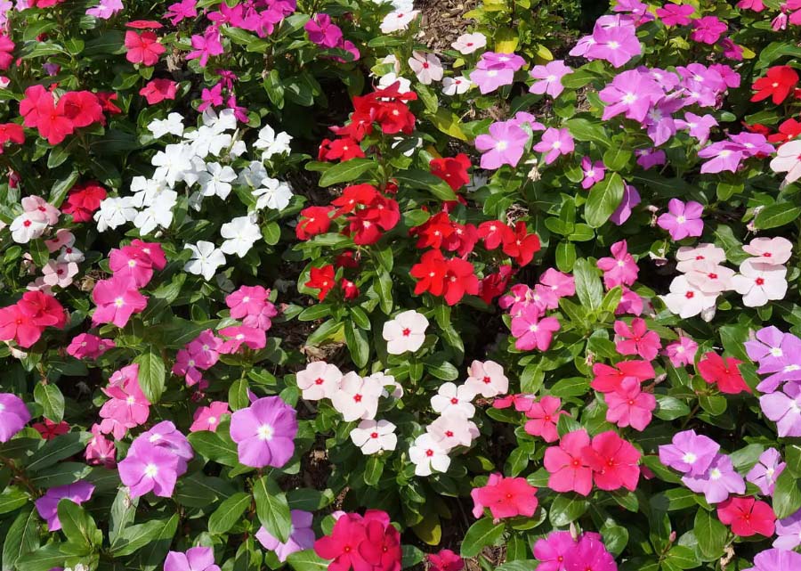 長春花