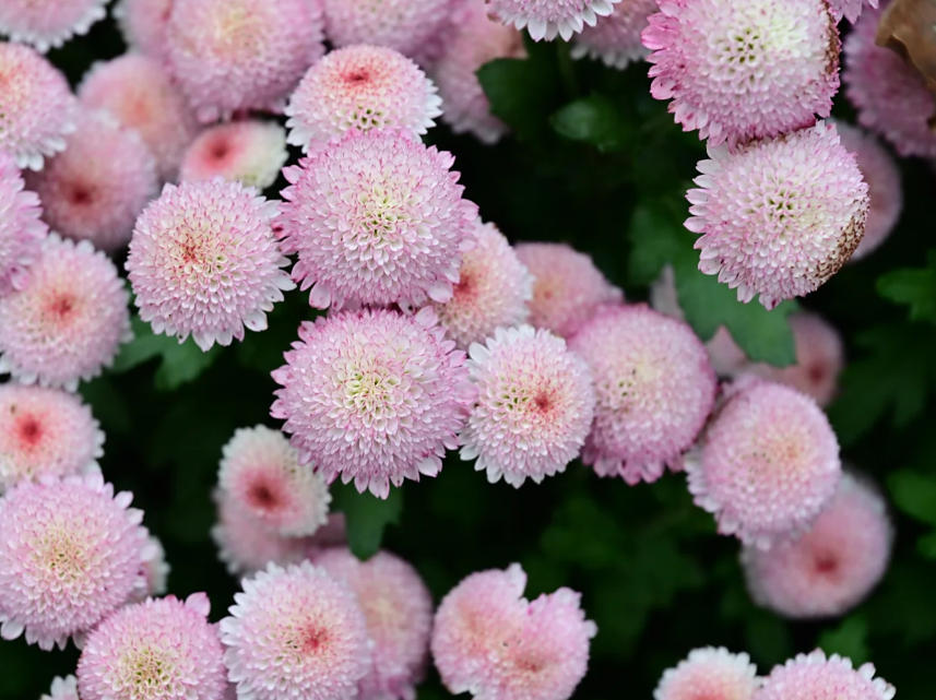 乒乓菊